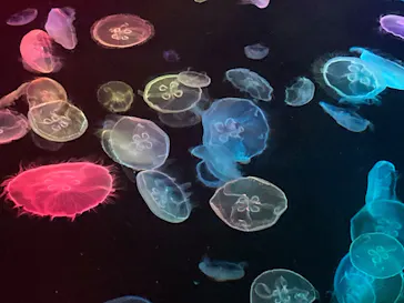 すみだ水族館に投稿された画像（2021/8/1）