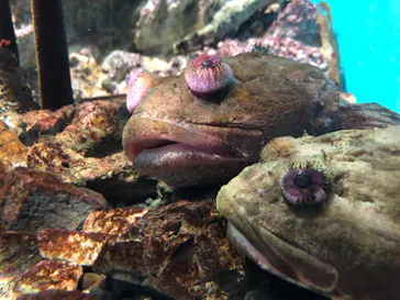 仙台うみの杜水族館に投稿された画像（2021/8/1）