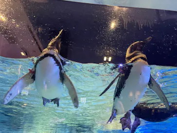 すみだ水族館に投稿された画像（2021/8/1）