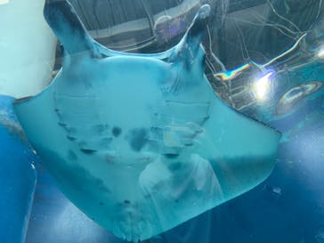 マクセル アクアパーク品川に投稿された画像（2021/8/1）