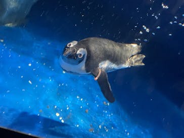 マクセル アクアパーク品川に投稿された画像（2021/8/1）