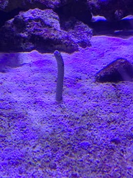 マクセル アクアパーク品川に投稿された画像（2021/8/1）