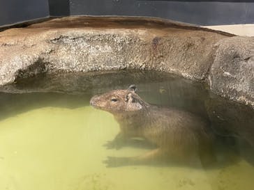 マクセル アクアパーク品川に投稿された画像（2021/8/1）