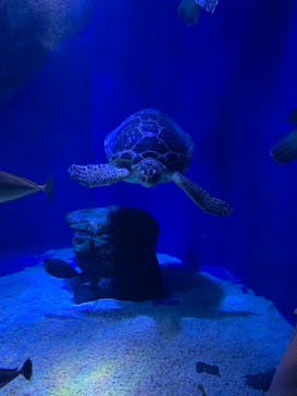 マクセル アクアパーク品川に投稿された画像（2021/8/1）