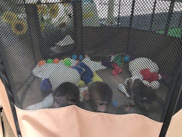 おさるランド＆アニタウン　日光さる軍団劇場に投稿された画像（2021/8/1）