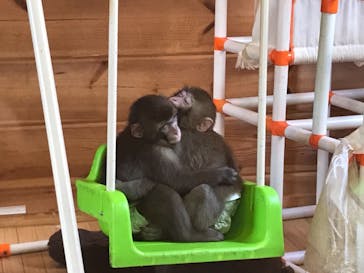 おさるランド＆アニタウン　日光さる軍団劇場に投稿された画像（2021/8/1）