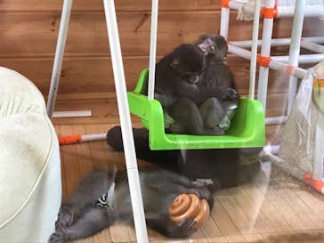 おさるランド＆アニタウン　日光さる軍団劇場に投稿された画像（2021/8/1）