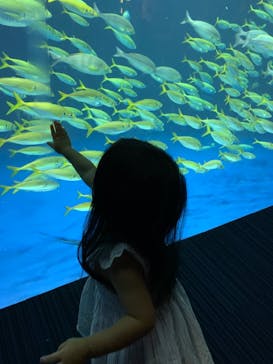 四国水族館に投稿された画像（2021/8/1）
