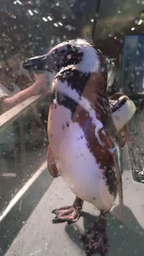 すみだ水族館に投稿された画像（2021/8/1）
