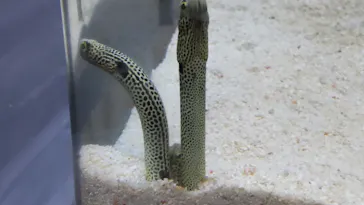 すみだ水族館に投稿された画像（2021/8/1）