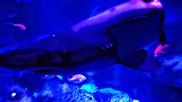 すみだ水族館に投稿された画像（2021/8/1）