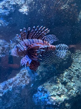 名古屋港水族館に投稿された画像（2021/8/1）