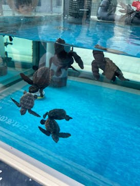 名古屋港水族館に投稿された画像（2021/8/1）