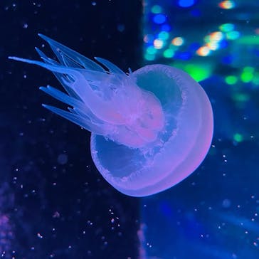 マクセル アクアパーク品川に投稿された画像（2021/8/1）