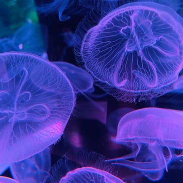 マクセル アクアパーク品川に投稿された画像（2021/8/1）