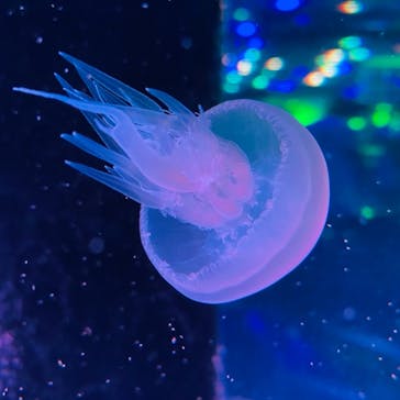 マクセル アクアパーク品川に投稿された画像（2021/8/1）