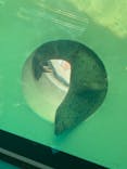 しながわ水族館に投稿された画像（2021/8/1）