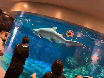 しながわ水族館に投稿された画像（2021/8/1）
