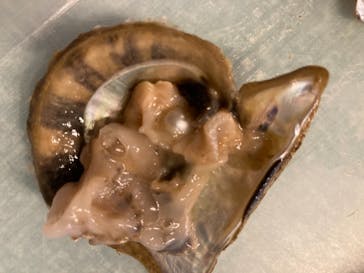 しながわ水族館に投稿された画像（2021/8/1）