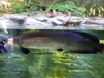 カワスイ 川崎⽔族館に投稿された画像（2021/8/1）