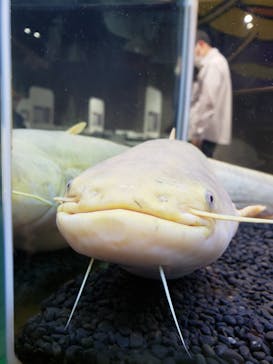 カワスイ 川崎⽔族館に投稿された画像（2021/8/1）