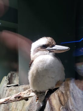 カワスイ 川崎⽔族館に投稿された画像（2021/8/1）