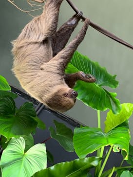 カワスイ 川崎⽔族館に投稿された画像（2021/8/1）