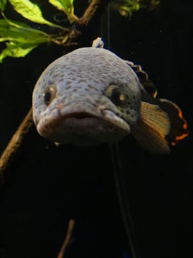 カワスイ 川崎⽔族館に投稿された画像（2021/8/1）