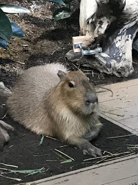 カワスイ 川崎⽔族館に投稿された画像（2021/8/1）