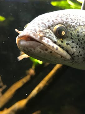 カワスイ 川崎⽔族館に投稿された画像（2021/8/1）