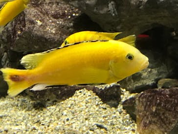 カワスイ 川崎⽔族館に投稿された画像（2021/8/1）