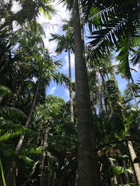 美らヤシパークオキナワ・東南植物楽園に投稿された画像（2021/8/1）