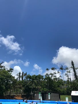 美らヤシパークオキナワ・東南植物楽園に投稿された画像（2021/8/1）