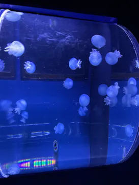 すみだ水族館に投稿された画像（2021/8/1）