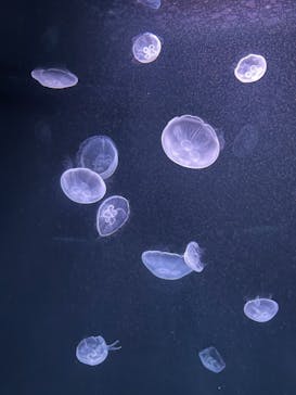 サンシャイン水族館に投稿された画像（2021/8/1）