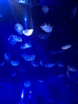 サンシャイン水族館に投稿された画像（2021/8/1）