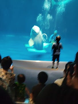 島根県立 しまね海洋館に投稿された画像（2021/8/1）