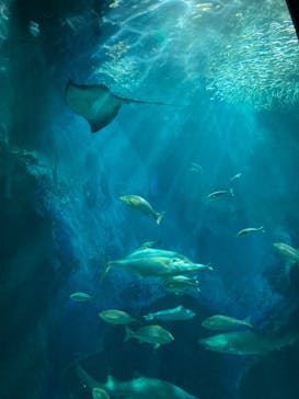 マリンワールド海の中道に投稿された画像（2021/8/1）