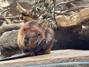 神戸どうぶつ王国に投稿された画像（2021/8/1）