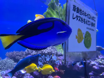 横浜・八景島シーパラダイスに投稿された画像（2021/8/1）