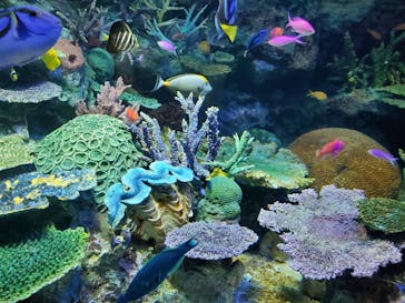 サンシャイン水族館に投稿された画像（2021/8/1）