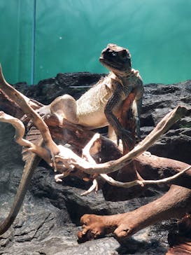 サンシャイン水族館に投稿された画像（2021/8/1）