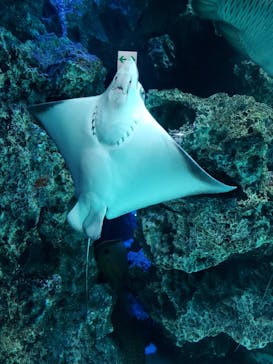 サンシャイン水族館に投稿された画像（2021/8/1）