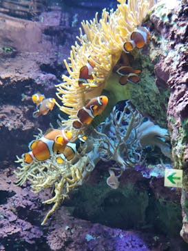 サンシャイン水族館に投稿された画像（2021/8/1）