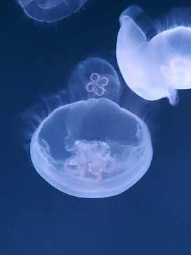 サンシャイン水族館に投稿された画像（2021/8/1）