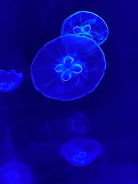 サンシャイン水族館に投稿された画像（2021/8/1）