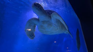 マクセル アクアパーク品川に投稿された画像（2021/8/1）