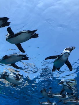 サンシャイン水族館に投稿された画像（2021/8/1）