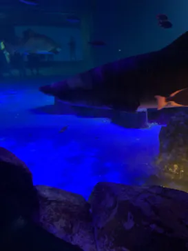 横浜・八景島シーパラダイスに投稿された画像（2021/8/1）