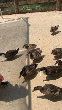 しろとり動物園に投稿された画像（2021/8/2）